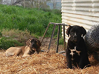 cucciolo cane corso nero